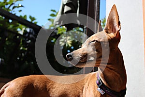 Young specimen puppy dog Ã¢â¬â¹Ã¢â¬â¹breed. pet in the terrace of the house where he lives proud. female zwerg pinscher red or brown